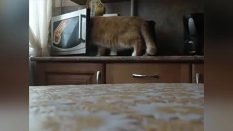 Cats Stole Food - Hilarious Pets