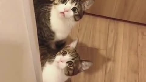 When two cute kittens look at you, will you be moved?