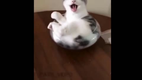 Funny videos , Funny Cat Videos😹
