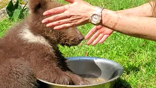 Endangered Baby Bear Plays in Water Bowl
