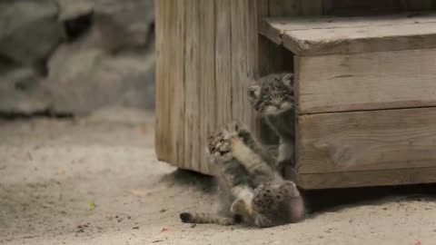 Cute Wild Cats!