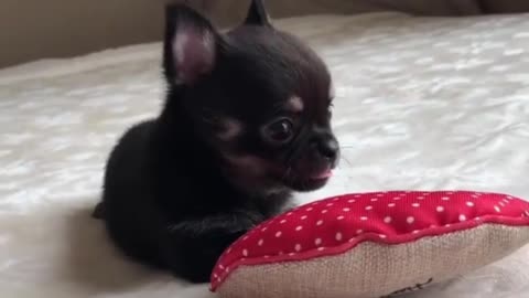 Puppy having fun playing with little pillow