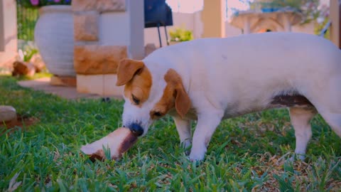 Eating a street puppy🐕🐕