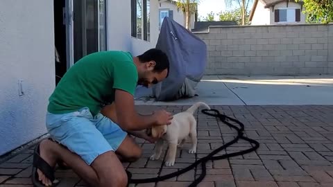 Labrador Pup Learning and Performing Preparing Orders | Canine Appearance All Preparing Abilities