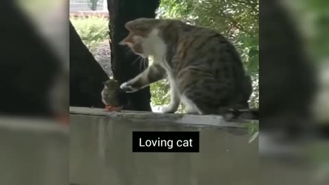 Cat trying to befriend Bird