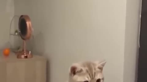 Funny cats video😂