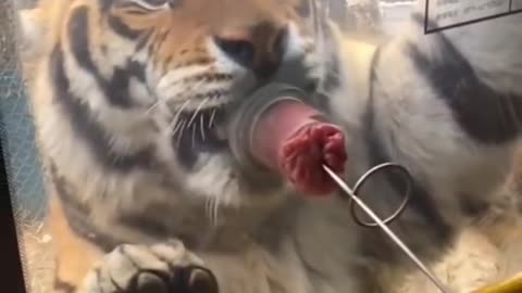 Little kid gives meat for tiger
