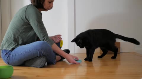 How I Trained My Cat To Fetch