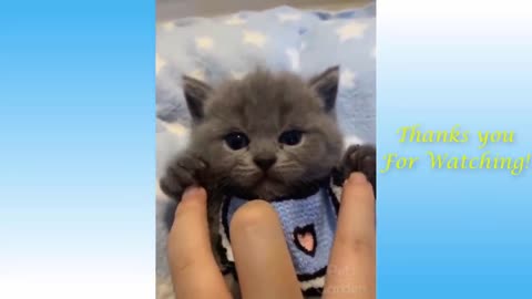 Cute Pets And Funny Animals Compilation 2 Funny Moments