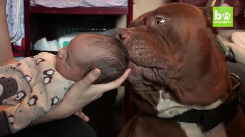 Giant Pit Bull Hulk & The Newborn Baby