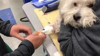 Veterinary Specialty Center - How to Place a Catheter on a canine patient