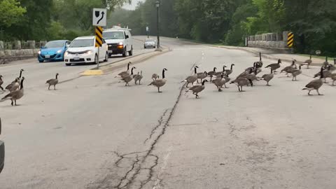 Great Canadian Geese road crossing niagara falls