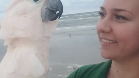 Cockatoo Loves the Ocean More than Anything