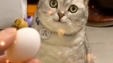 Funny cat video 😻2021