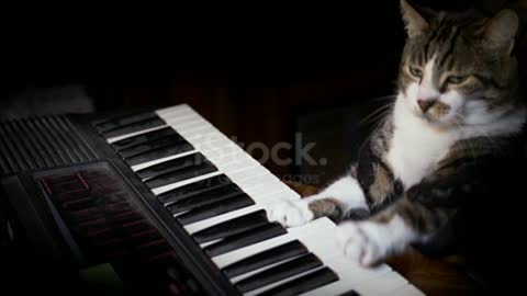 Funny Cat Plays a Keyboard,