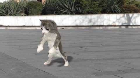 DANCING BABY CATS DOING GREAT REALLY...