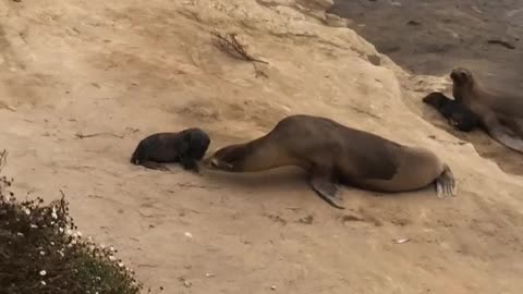 Baby Seal Rescued and Reunited With Mother