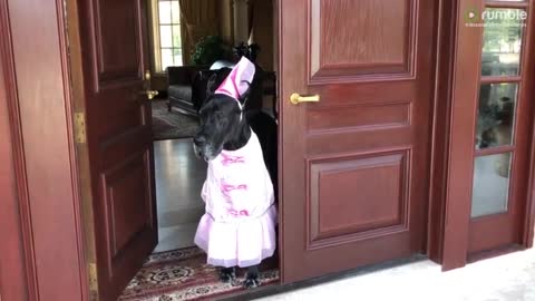 Great Dane looks pretty in princess Halloween costume