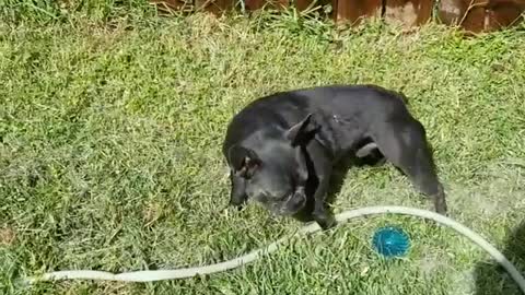 Collab copyright protection - french bulldog runs with hose