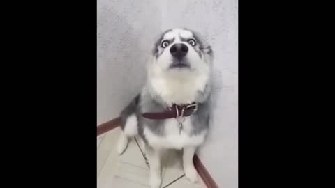 Husky froze in shame for a bad offense