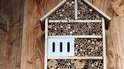 Wildbienen am Haus