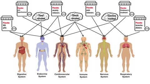 The science of how mindset transforms the human experience _ Alia Crum