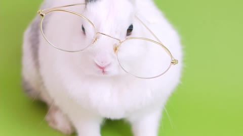 Cute bunny with glasses