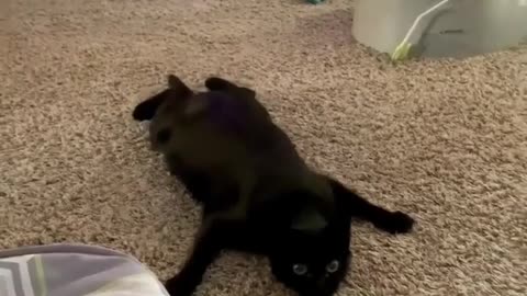 Funny video of cats