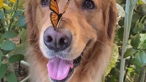 Bear May Naturall be a Busy Bee.Buterfly set on mouth of a dog