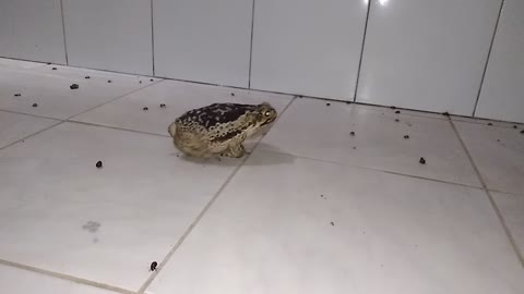 A glutton frog