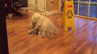 Komondor Dog Plays Mop In Janitorial Performance Art