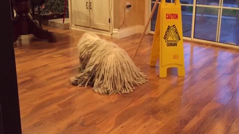 Komondor Dog Plays Mop In Janitorial Performance Art