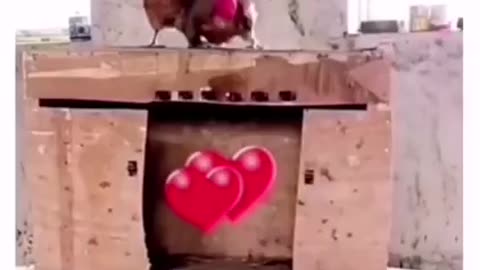 WATCH HOW A HEN RELEASES A ROOSTER FROM PRISON
