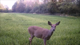 Fred Zepplin 2021, Day Does Will Bring Out Day Bucks!