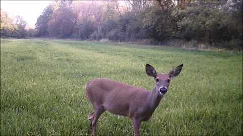 Fred Zepplin 2021, Day Does Will Bring Out Day Bucks!