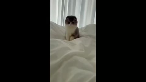 Funny and naughty cat