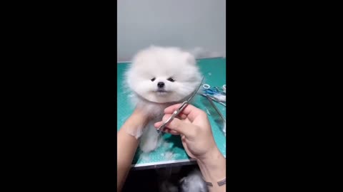 Cute dog playing