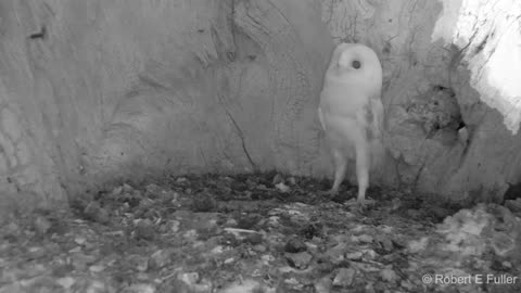 Barn owl baby heard thunder for the first time......