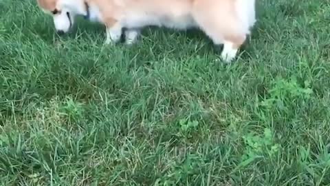 Funny dog Videos