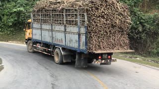 Kids Stealing Sugarcane from a Moving Truck