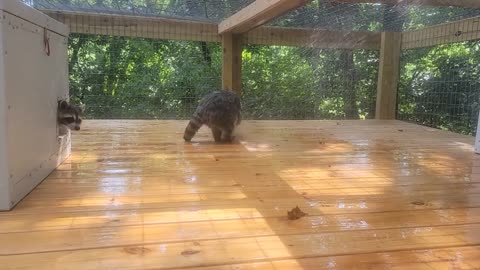 Cute raccoon likes to play with water