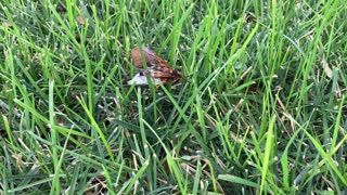 Cicada-killer wasp with prey #2