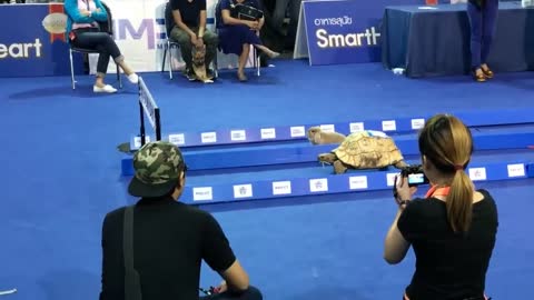 Tortoise vs Hare - Who will Wins?