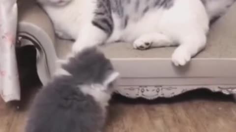 ♥Omg So cute♥ cat♥ funny moment♥