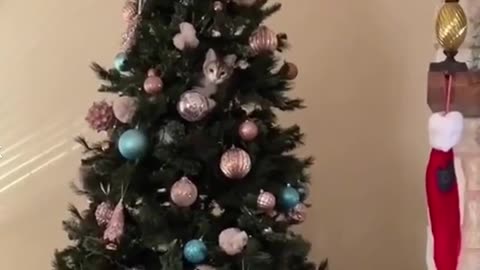 Christmas Trees R Fun! 🎄 🐱