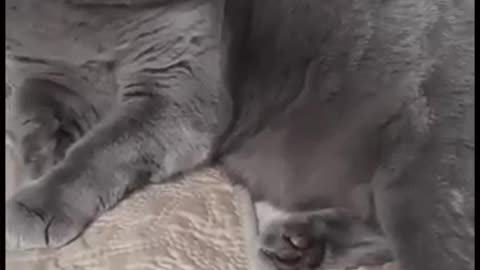 Funny cats 😺-try not to laugh 😂