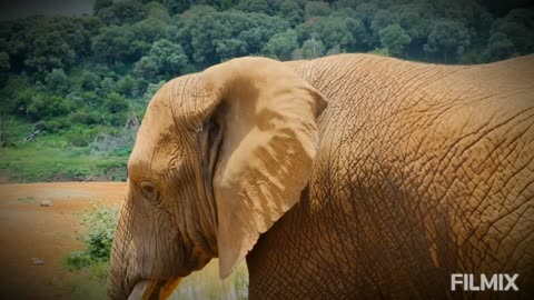 African Elephant