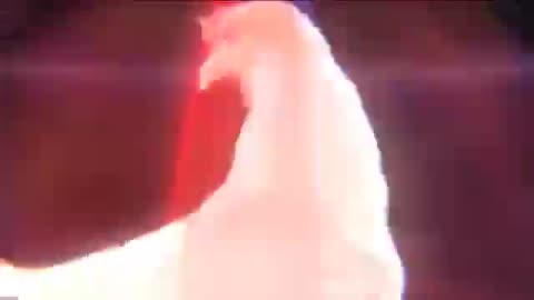 J.Geco - Chicken Song/chicken dance