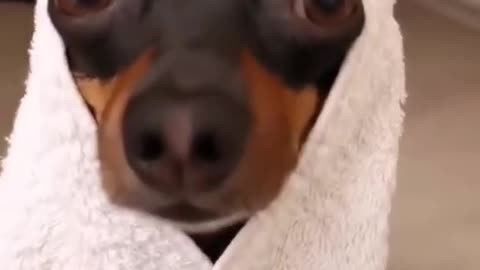Funny Cute Dog Video 🐶