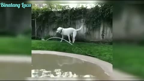 Funniest Dog Videos